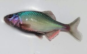 FB_IMG_1471483073460