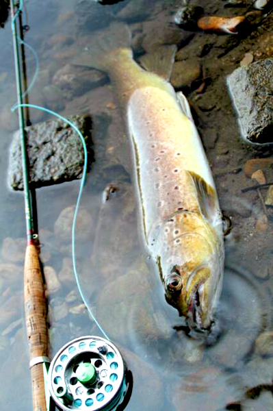 長木川ブラウントラウト