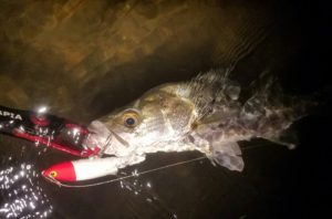 14184397_1775205716091657_299414318129104848_n