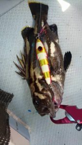 9%e6%9c%8811%e6%97%a5%e3%82%a4%e3%82%b7%e3%83%8a%e3%82%ae