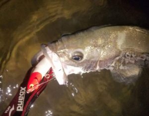 FB_IMG_1473037486658