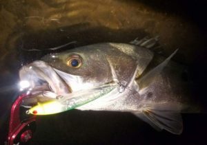 FB_IMG_1473039660073