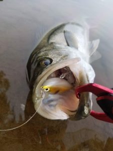 FB_IMG_1473041886395