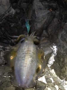 14657246_1112853732136501_3788534467053807345_n