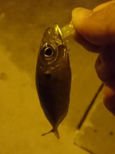 16-10-18-21-16-00-619_deco