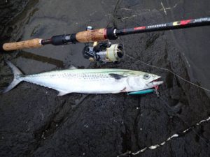 10%e6%9c%888%e6%97%a5%e3%81%ab%e9%87%a3%e3%82%8c%e3%81%9f%e3%82%b5%e3%82%b4%e3%82%b7