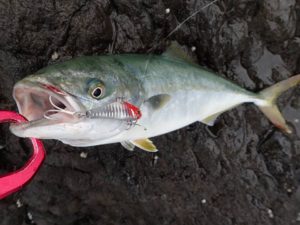 10%e6%9c%888%e6%97%a5%e3%81%ab%e9%87%a3%e3%82%8c%e3%81%9f%e3%82%a4%e3%83%8a%e3%83%80