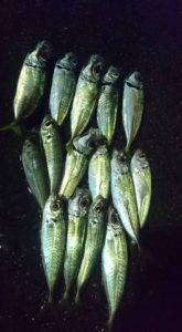 14937328_553796491482487_6851956215040573927_n