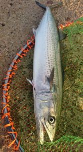 15109495_556437894551680_8301238374099696927_n