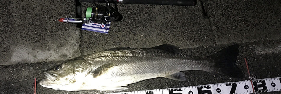 米代川シーバス