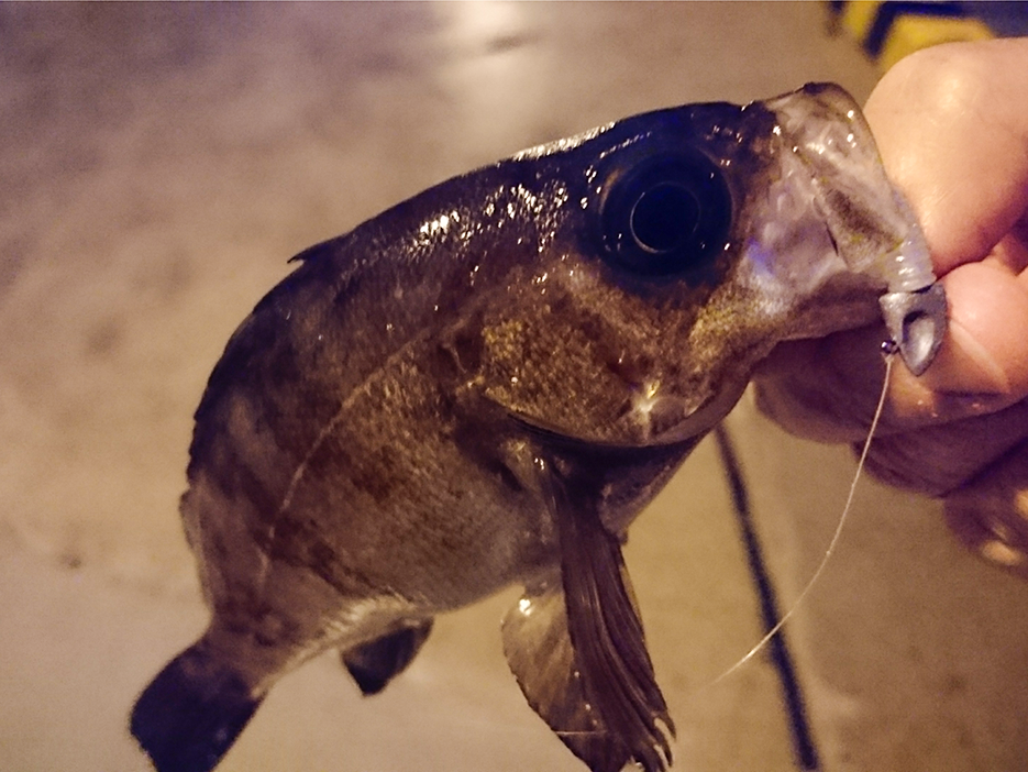 秋田県八峰町メバル釣果