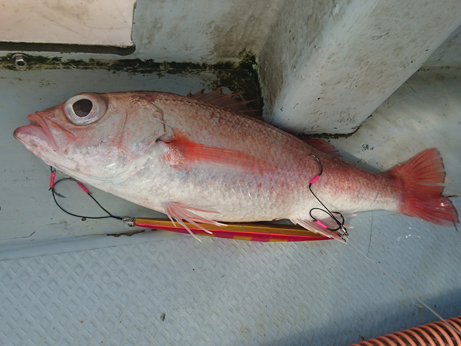 青森県鰺ヶ沢沖釣果