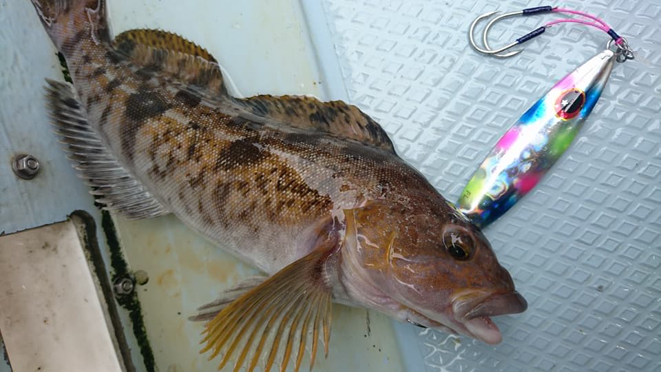 青森県鰺ヶ沢沖 釣果2