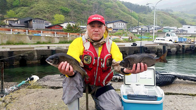 秋田県男鹿市 黒鯛釣果
