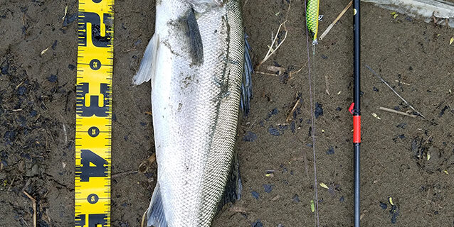 米代川シーバス