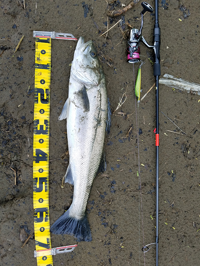 米代川シーバス