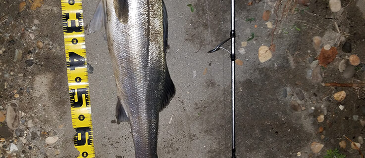 秋田県米代川　シーバス釣果