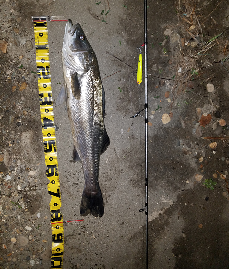 秋田県米代川　シーバス釣果