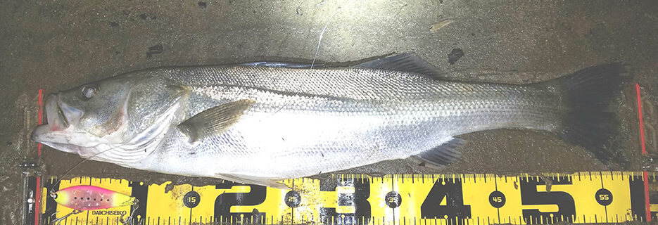 秋田県米代川 シーバス釣果1