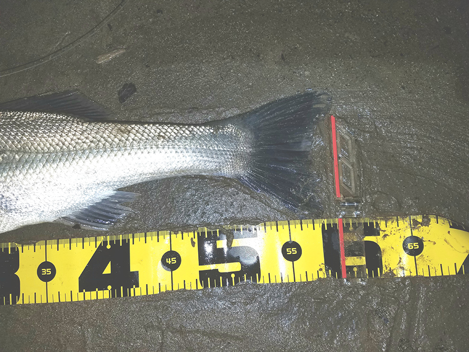 秋田県米代川 シーバス釣果3