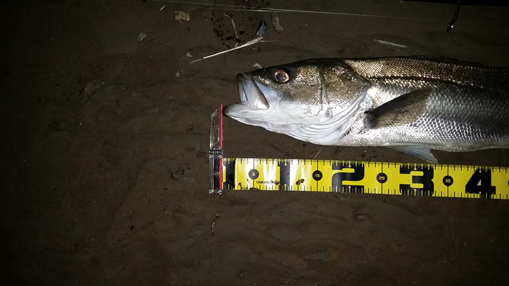 秋田県米代川 シーバス釣果2