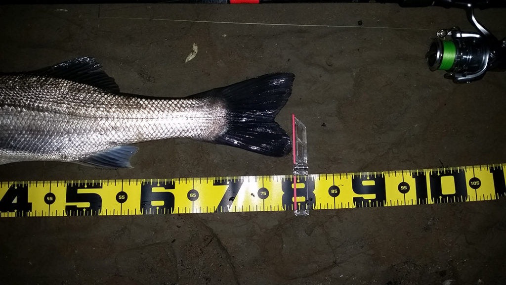 秋田県米代川 シーバス釣果3