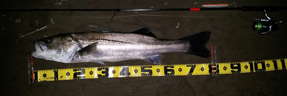 秋田県米代川 シーバス釣果