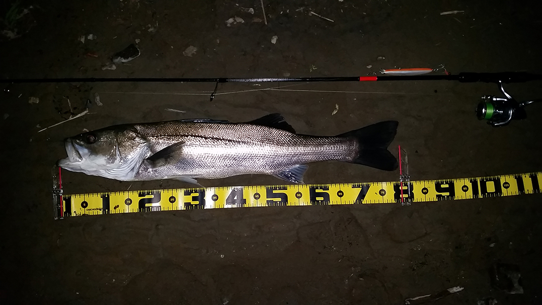 秋田県米代川 シーバス釣果