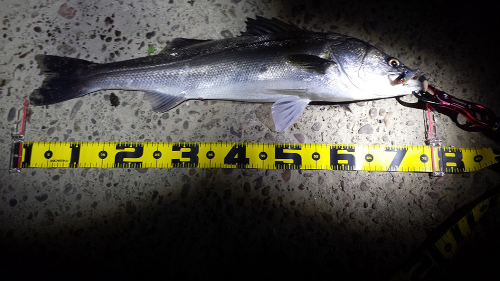秋田県米代川 シーバス釣果