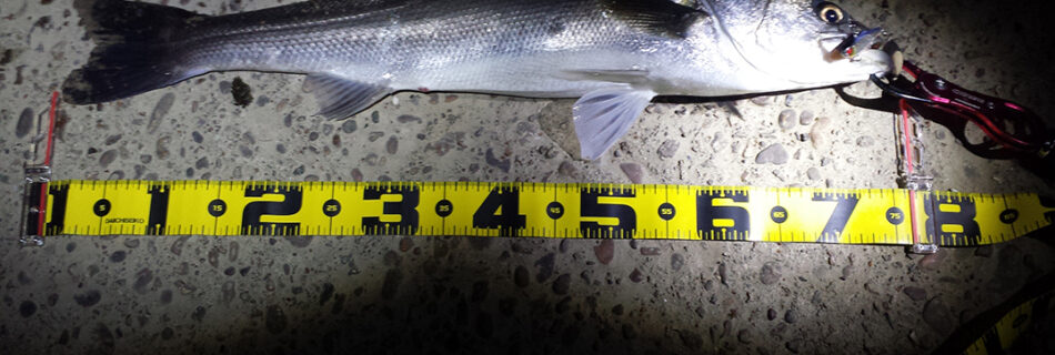 秋田県米代川 シーバス釣果