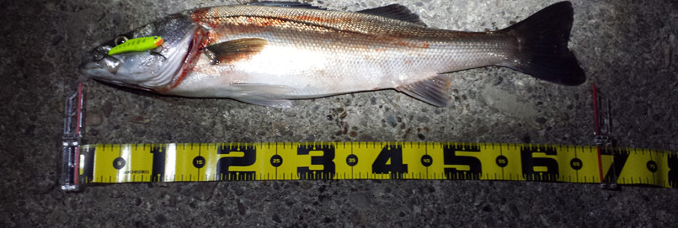 秋田県米代川 シーバス釣果