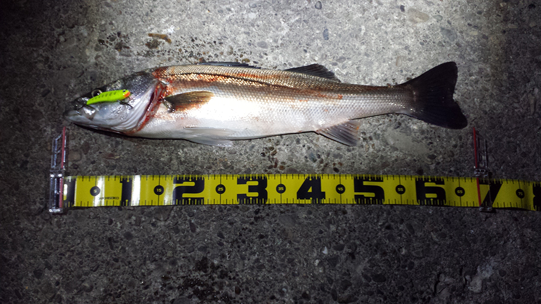 秋田県米代川 シーバス釣果