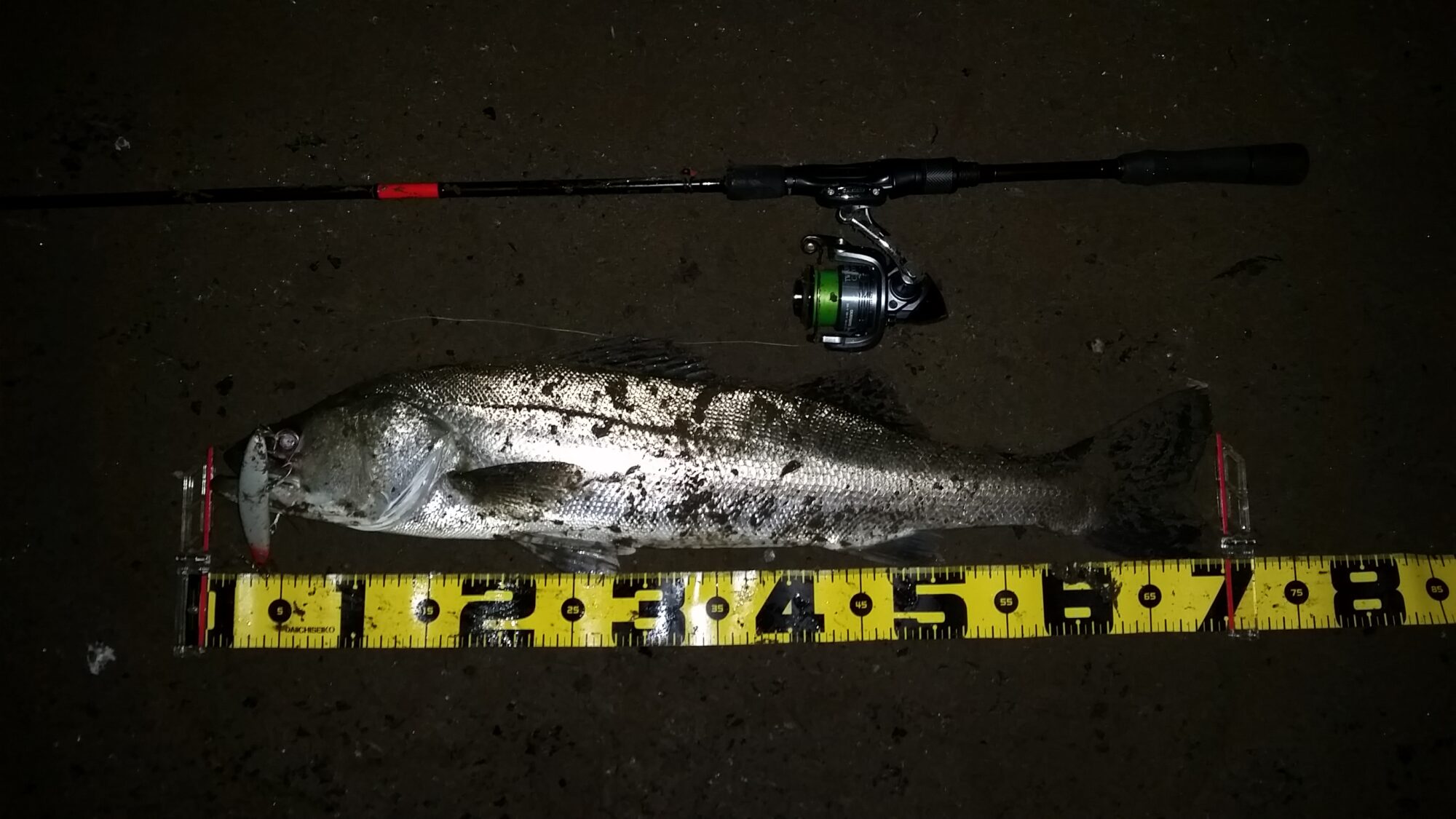 秋田県米代川シーバス釣果1