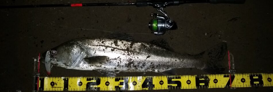 秋田県米代川シーバス釣果1