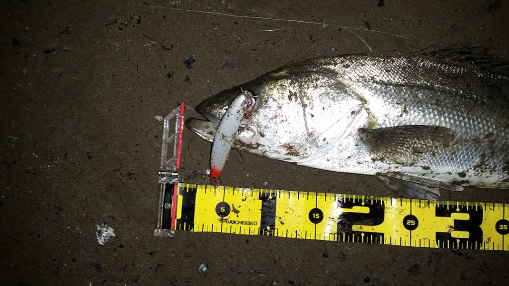 秋田県米代川シーバス釣果2