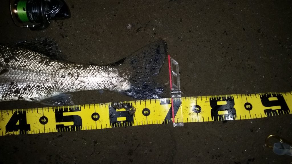 秋田県米代川シーバス釣果3