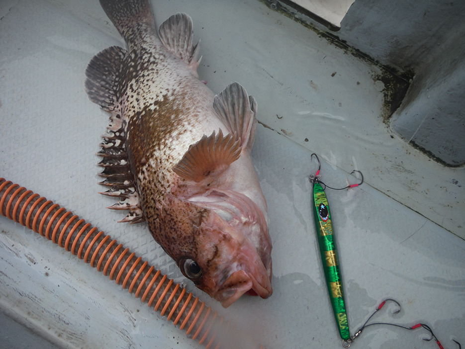 青森県鰺ヶ沢沖釣果