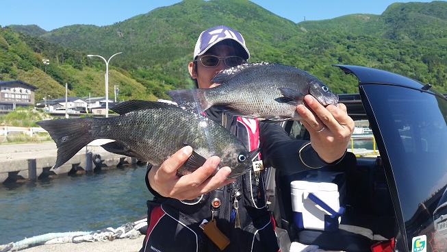 5月26日男鹿市加茂沖磯釣果1