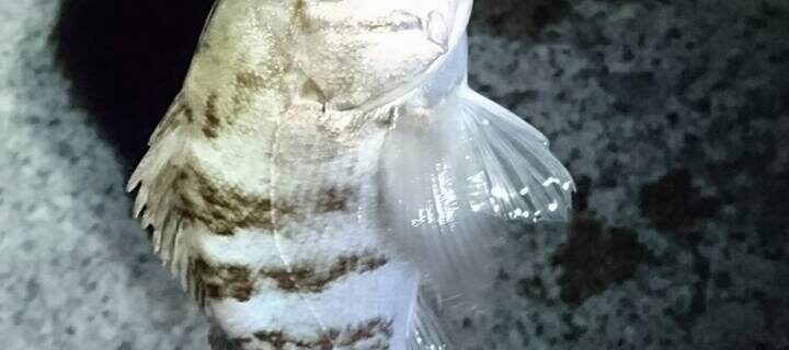 秋田県八峰町釣果 メバル・ソイ