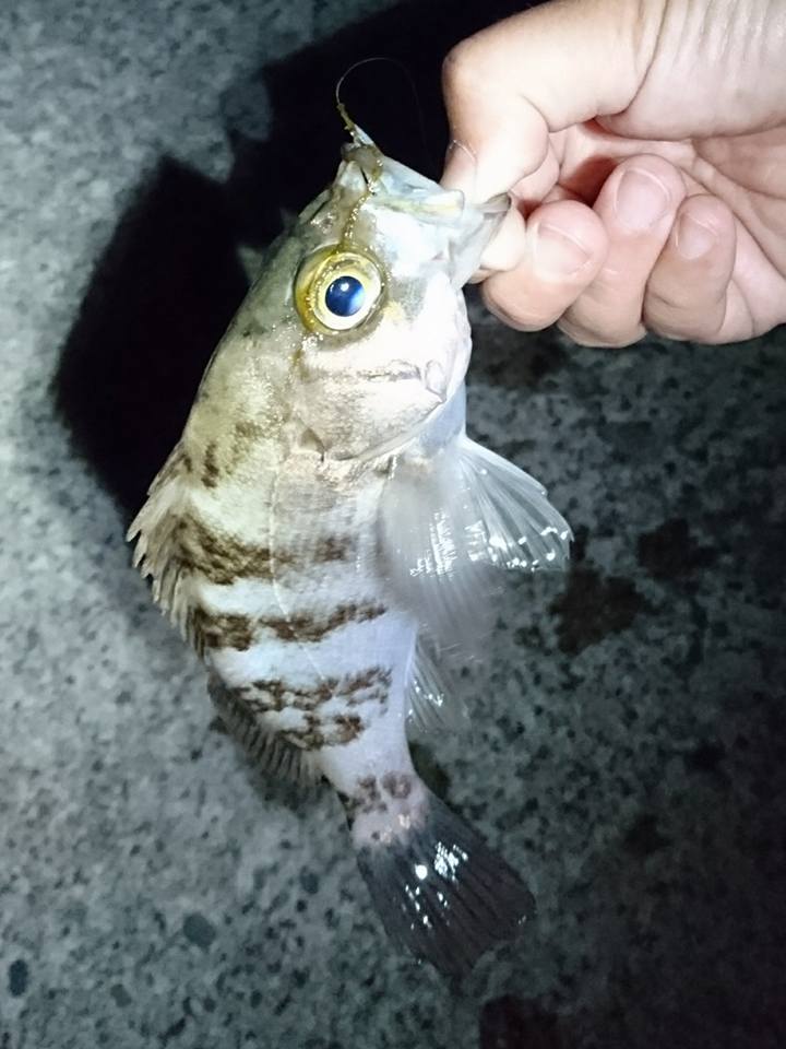 秋田県八峰町釣果 メバル・ソイ