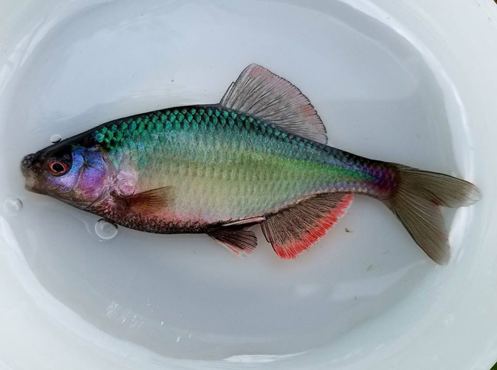 秋田県タナゴ釣り