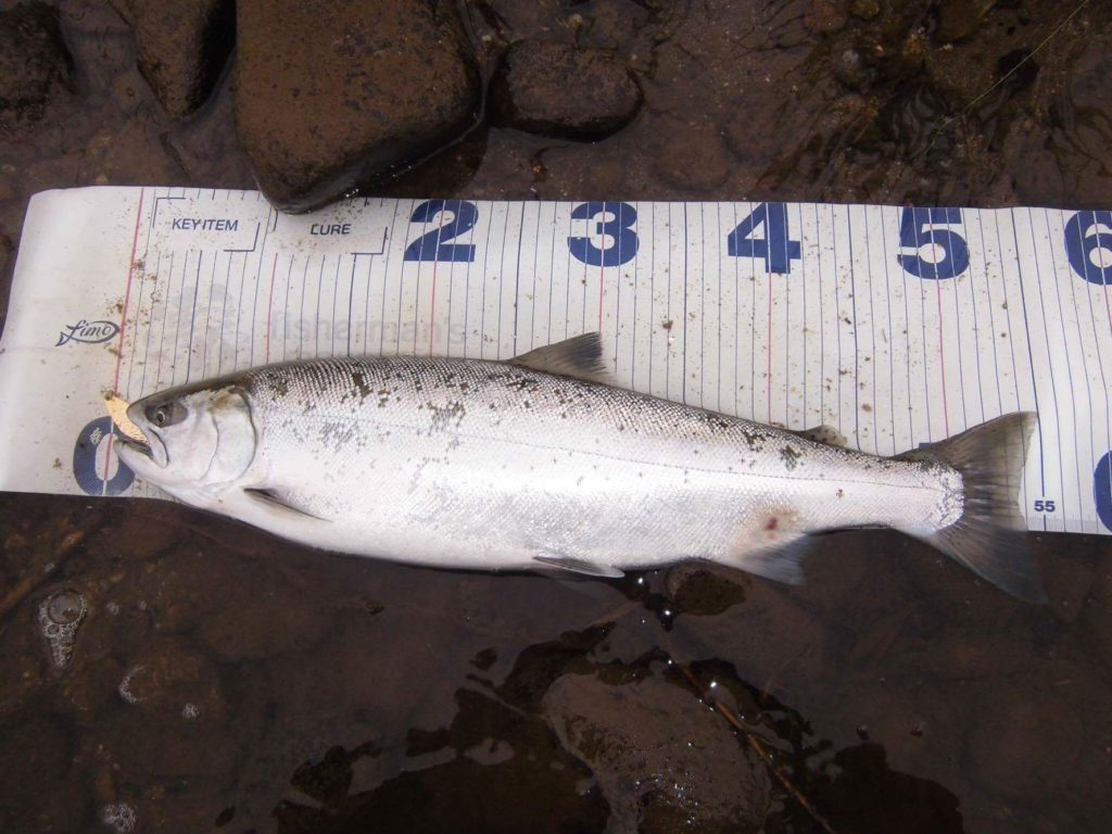 秋田県米代川上流部 サクラマス釣果