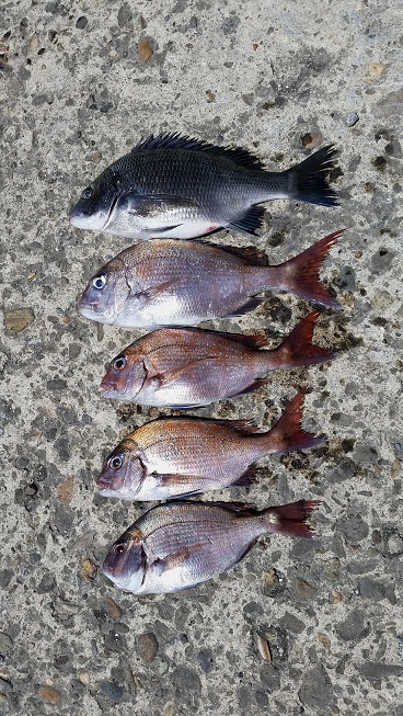 5月19日男鹿市加茂沖磯釣果2