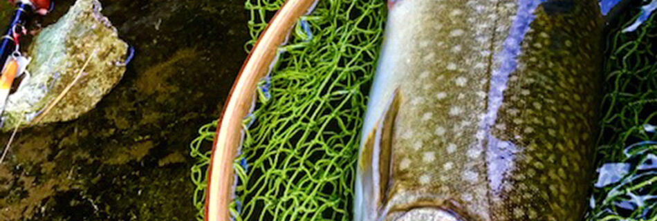 秋田県長木川イワナ釣果