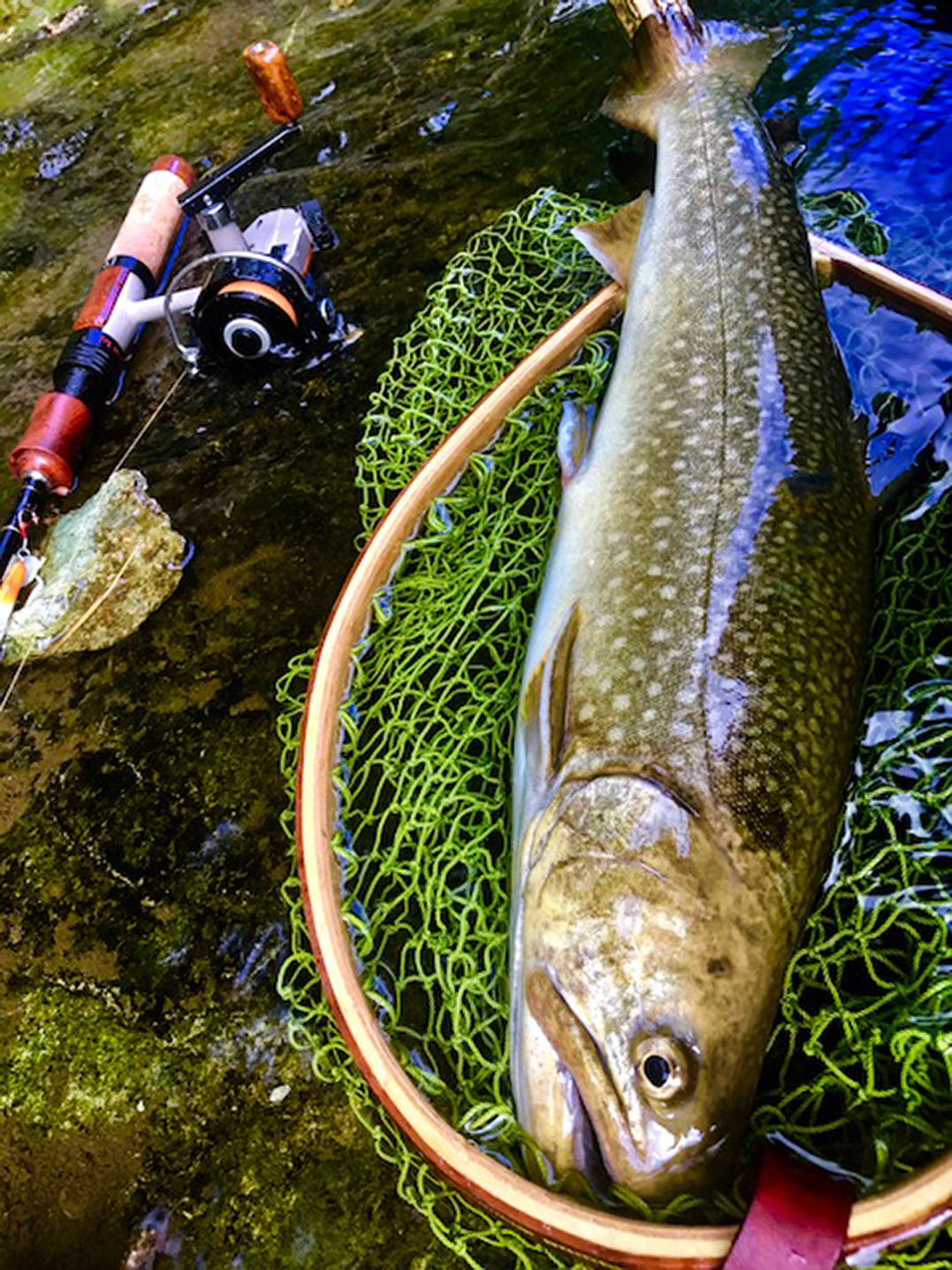 秋田県長木川イワナ釣果