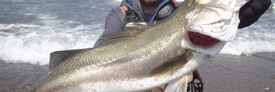 能代市内サーフ シーバス釣果