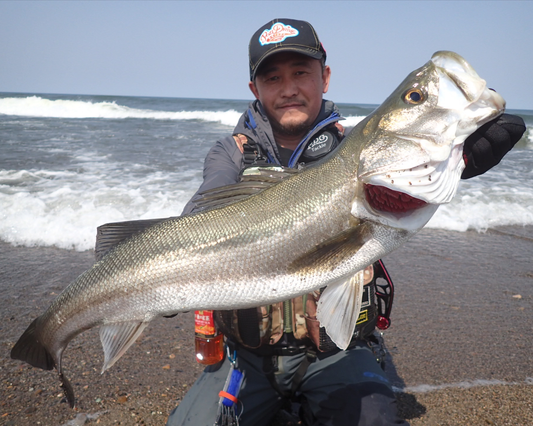能代市内サーフ シーバス釣果