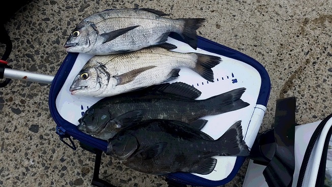 5月25日男鹿市加茂沖磯釣果1