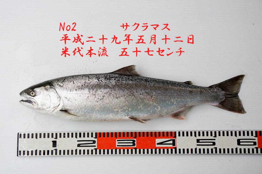 米代川 サクラマス