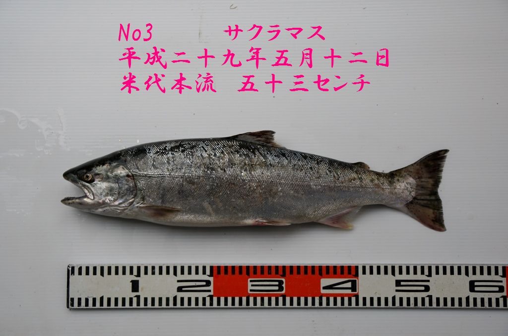 秋田県大館市米代川サクラマス釣果情報2017